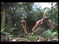 Congalala Ecology