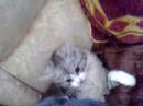 sheba or caeser