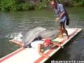 dolphin