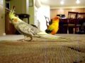 sun conure and cockatiel play