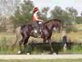 Rocky Mountain Horse, CCF's Shiloh...Sharing the Road