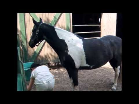 New horse May 2013