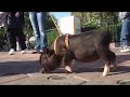 Click here to watch this video smallest miniature pot bellied pigs in the US