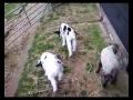 More Baby Sheep.