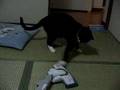 掃除機ｖｓ猫round1
