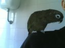 cucciolo cucciolo
