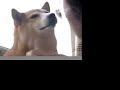 Shiba-inu \"Momo-chan\" Shiba-inu \"Momo-chan\"