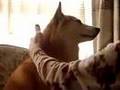 Shiba-inu Momo-chan
