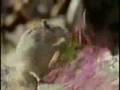 Damn-Cute-Pika