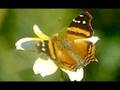 Assistir ao v�deo