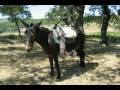 Lagunilla Concentraci�n Ecuestre 2007