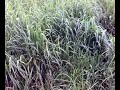 Praderas de Clima Frio - El Sinu. Mezcla de Raygrass, Azul Orchoro, Trebol Rojo