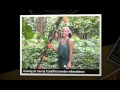 Cocoa plantation mikeandmary s photos around old.. Video