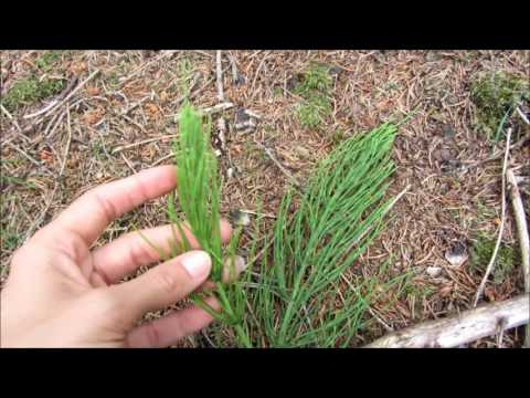 Der Acker Schachtelhalm zur Ausleitung von Aluminium