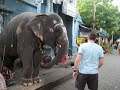 Blessed by an elephant in Pondicherry.mov