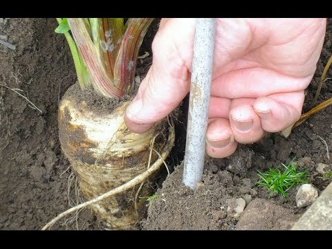how to harvest parsnips