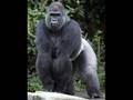 endangered animals 2
