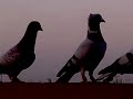 Pigeon in di khan