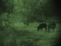 NightHogsDotcom night vision wild hog hunting NightHogsDotcom night vision wild hog hunting