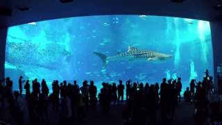 美ら海水族館