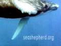 Sea Shepherd Whale Defense