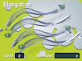 PCR and Real-time PCR Animation / Animation PCR et PCR en temps réel PCR and Real-time PCR Animation / Animation PCR et PCR en temps réel
