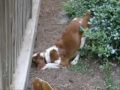 Video of Blaze in Backyard