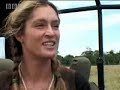 Leopard vs wildebeest - BBC wildlife Leopard vs wildebeest - BBC wildlife