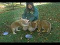 Lion Cubs get new exhibit at NEW Zoo Lion Cubs get new exhibit at NEW Zoo