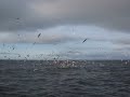 Lunge feeding