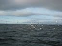 videos de Lunge feeding