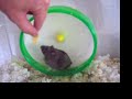 The Chip & The Hamster The Chip & The Hamster