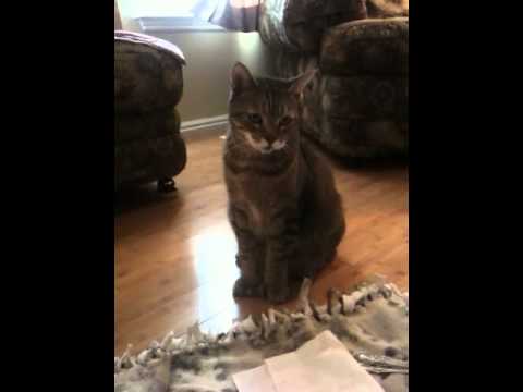 Pixie Bob Cat begging for BBQ Ribs! Finger-lickin good...