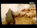 Dirty Jobs w Peter Schmeichel
