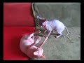 Sphynx - kluci v akci:-))