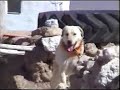 Turkish Shepherd dogs are TOUGH Turkish Shepherd dogs are TOUGH