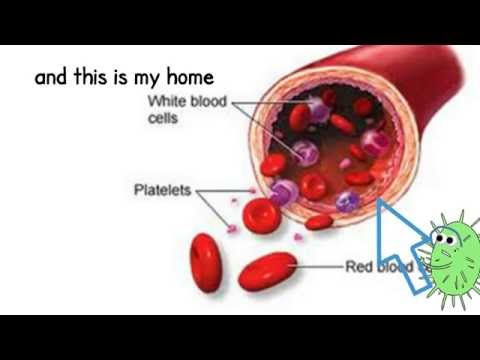how to isolate endothelial cells