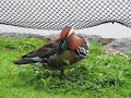 Mandarin Duck Mandarin Duck