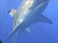 Shark Cage part 1