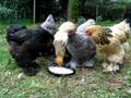 videos de De Dames aan de Kippenyoghurt ;)