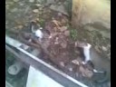 stupid cats showin off