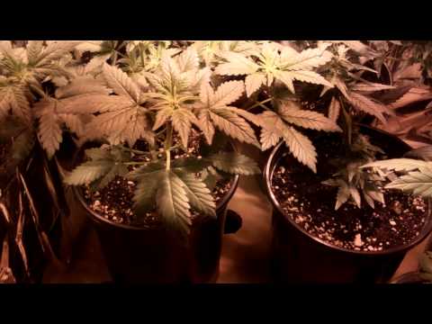 how to grow with a 150 watt hps