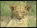 Lions of Kruger