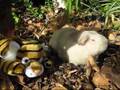 Guinea Pigs: Our Pet Human's Dream Trip To Australia Zoo!
