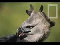 Harpy Eagle
