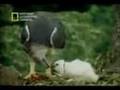 Harpy Eagle