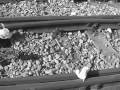 puso coltreno