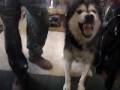 videos de Alaskan Malamute Growl