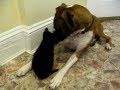 Video: Boxer Meets Kitten For First Time