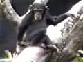 UN CHANGO QUE SE RASCA SU COLITA Y SE DESMALLA